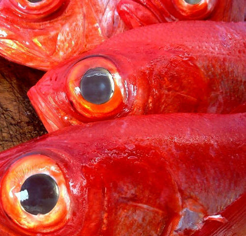 Izu Japan Promo Code Agoda.com